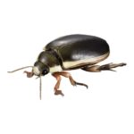 いきもの大図鑑アドバンス 水生昆虫02 ゲンゴロウ